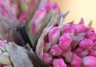 金花茶种植