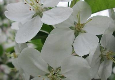 银莲花语
