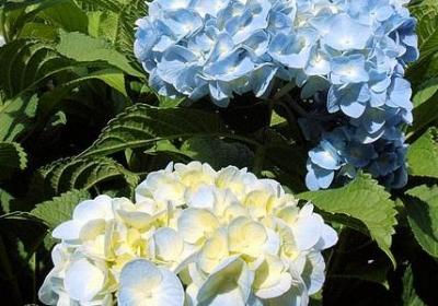 银边山菅兰
