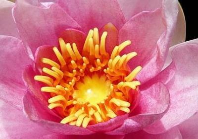 铃兰的花语
