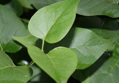 长寿花什么时候开花