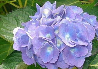 铃兰的花语是什么