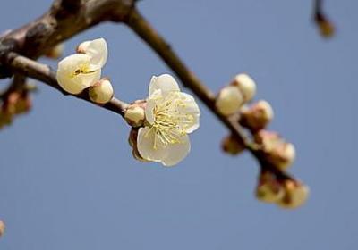 铁线莲花期