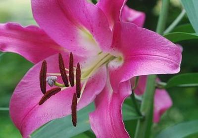 锦丽花语