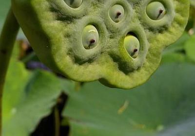 铜钱草开花