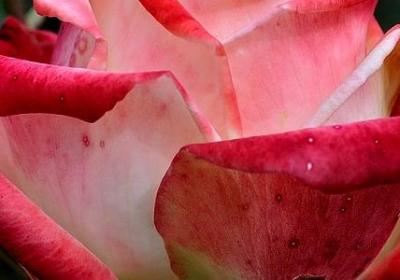 长春花的花语