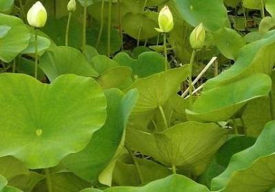 铜钱草的养殖方法