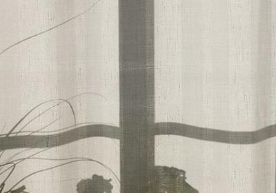 铁树果能吃吗