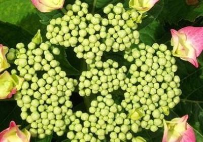 长寿花的介绍