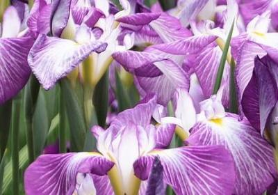 金色郁金香花语