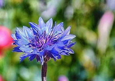 金银花种植