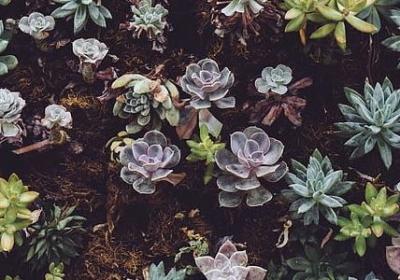 铁树会开花吗
