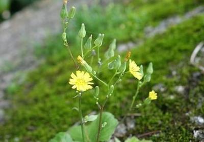 银扇草花语