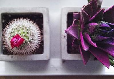 金钱菊花语
