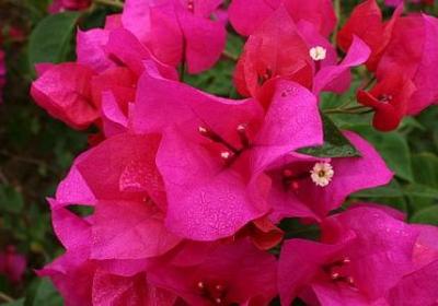 金鱼花的花语