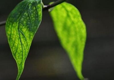 金鱼吊兰的花语