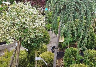 金银花别名