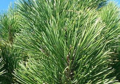 银杏是被子植物吗