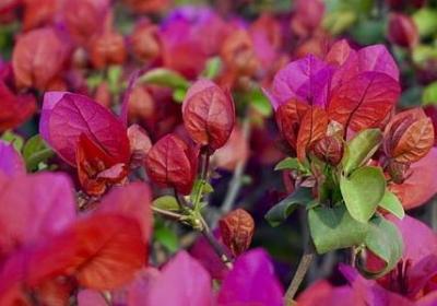 铁线蕨花语