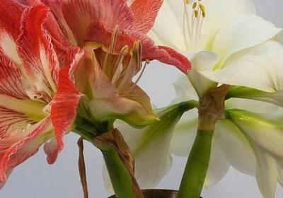 长蕊石头花