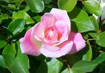 雪花莲花语
