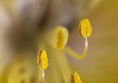 风信子花有毒吗