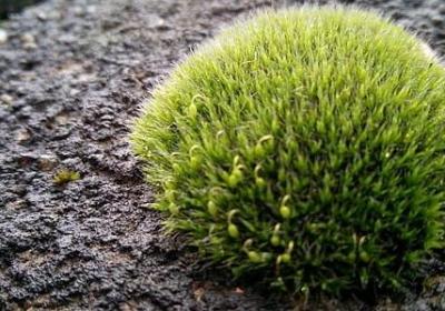 雪莲果的吃法