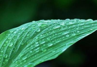 韭黄的种植方法