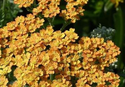 风信子花语图片