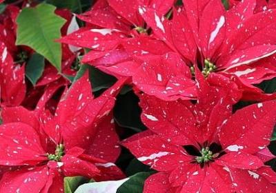 风信子花语是什么意思