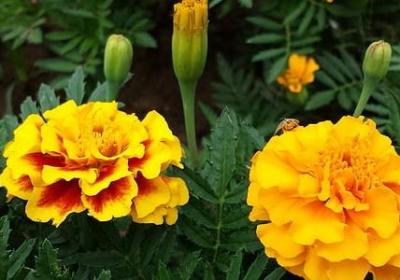 非洲白鹭花