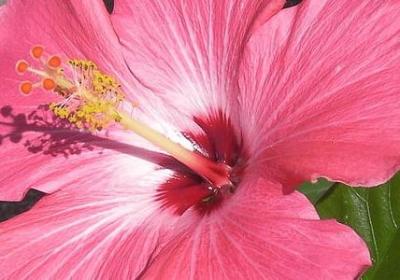 风信子花语