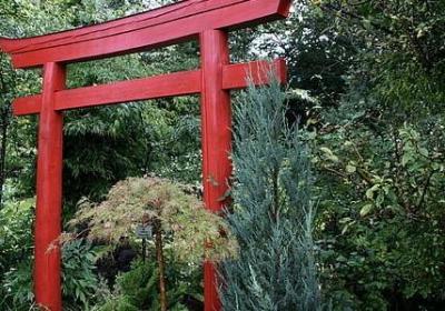 风信子的花语和寓意