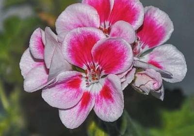 风中花语