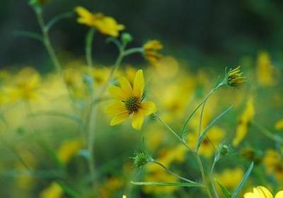香石竹花语