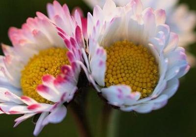 非洲菊花语