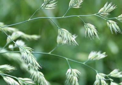 青菜是什么菜