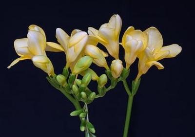 香草是什么意思