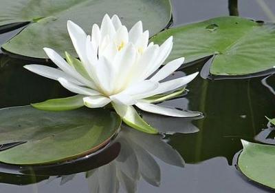 香槟桔梗花语