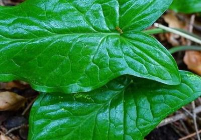 香草是什么植物