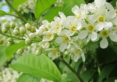 香河花语城最新房价