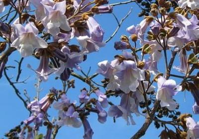 霜花花语