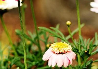 风信子花期