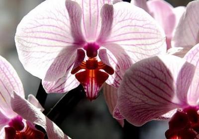 风信子花语是什么