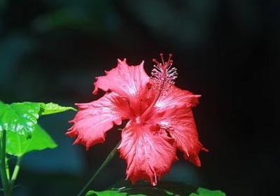 青菜都有哪些