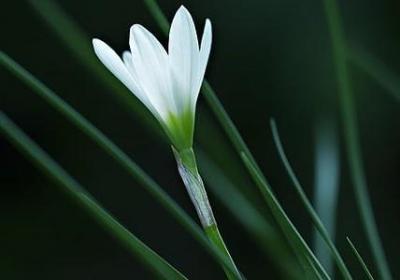雪莲果简介