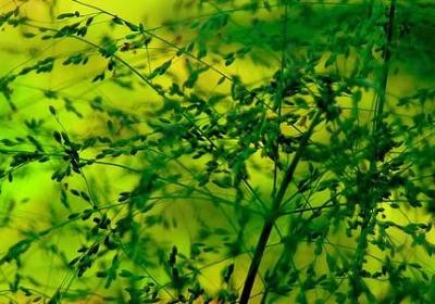 香椿树怎么种植