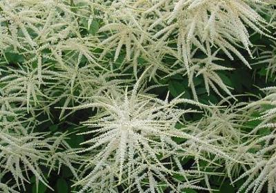 雪莲果热量