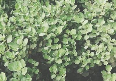 风信子的花语