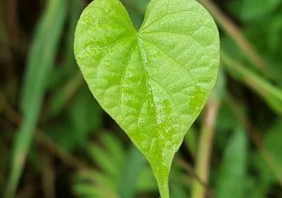香水玫瑰花语